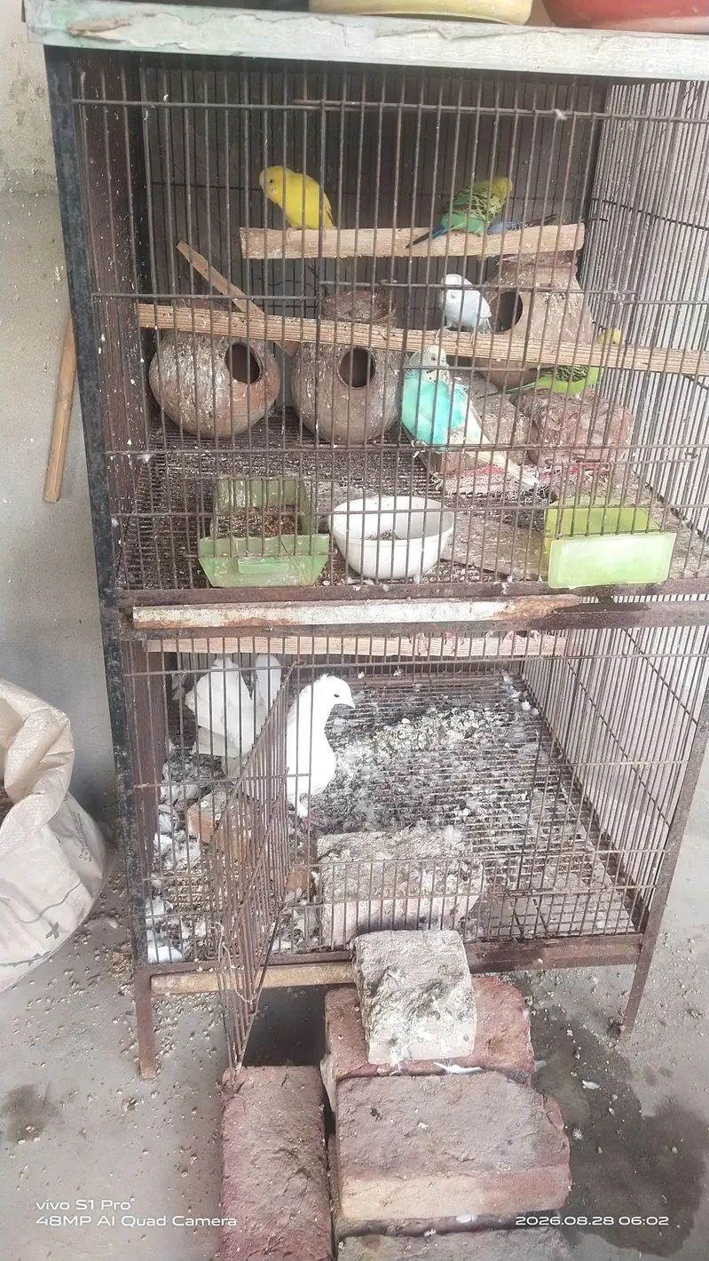 parrots pigeon pinjrah mukmil set for sail — photo 3