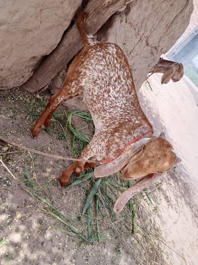 desi Bakra for Sale Call 03242700765