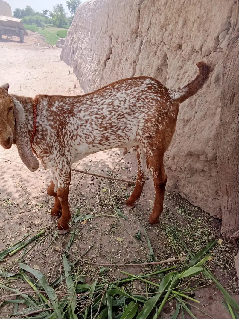 desi Bakra for Sale Call 03242700765 — photo 2