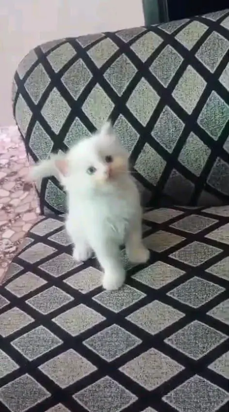 Persian cat for sale male or femalemy WhatsApp33/73/76/39/17 — photo 2