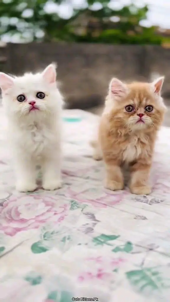 Persian cat for sale male or femalemy WhatsApp33/73/76/39/17 — photo 5
