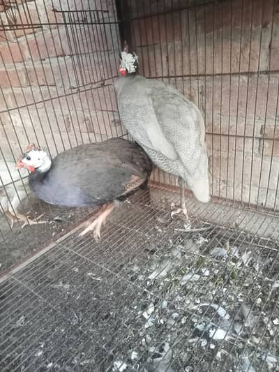 chakor breeder pair