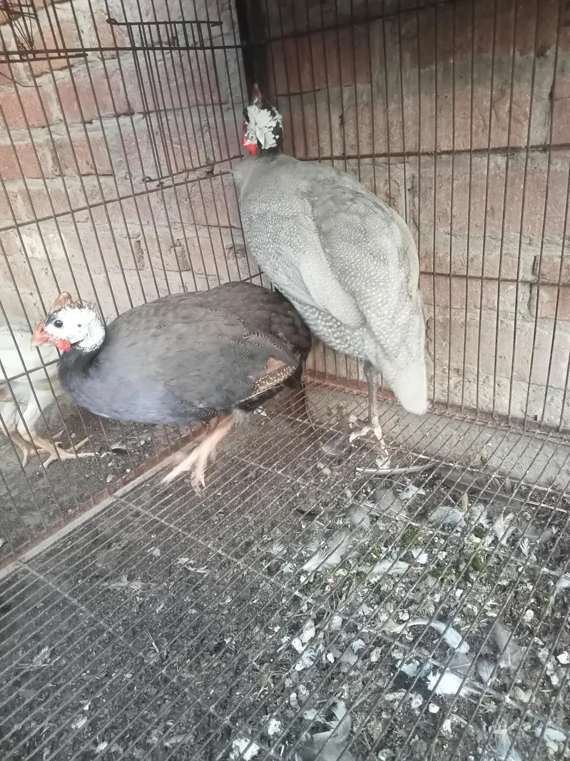 chakor breeder pair