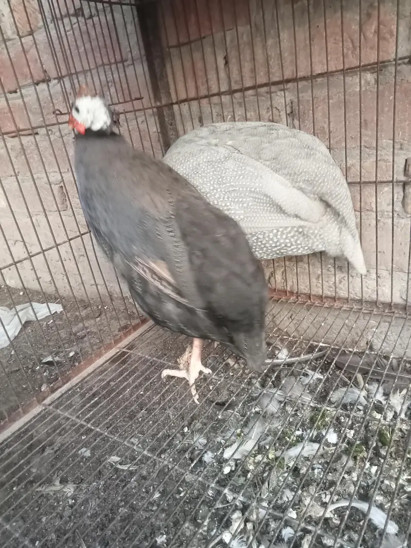 chakor breeder pair — photo 2