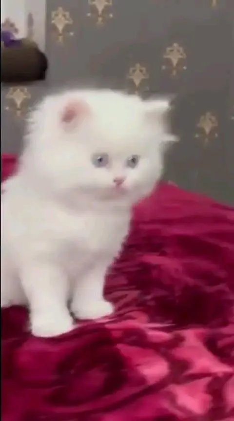 Persian cat for sale male or femalemy WhatsApp33/73/76/39/17 — photo 4