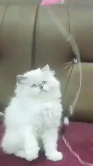 Persian cat for sale male or femalemy WhatsApp33/73/76/39/17 — photo 6