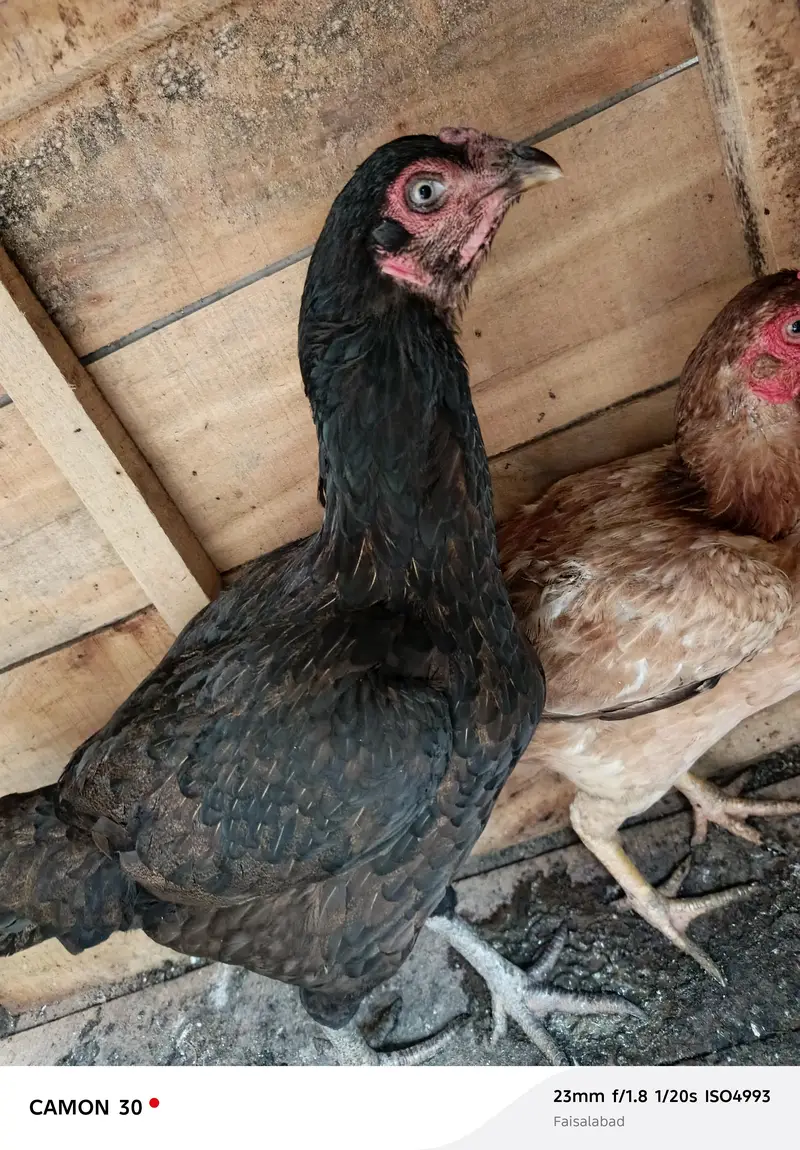 aseal sindi or mushka aseal black — photo 2