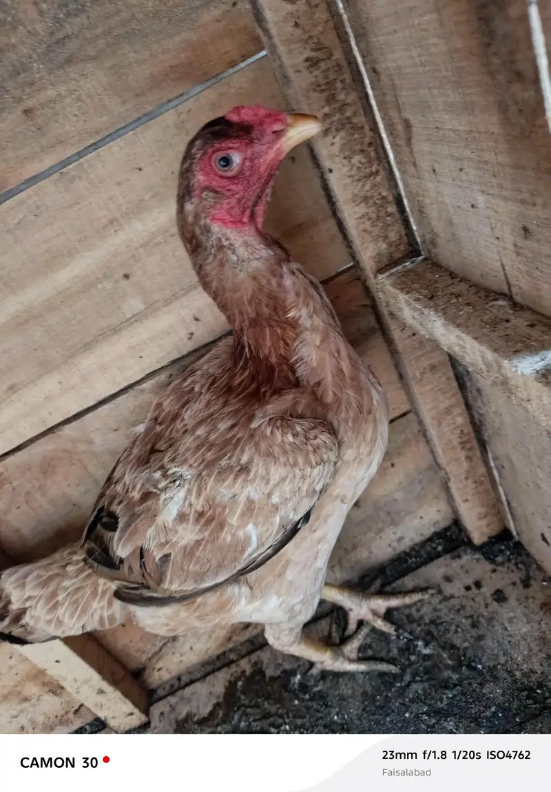aseal sindi or mushka aseal black — photo 3