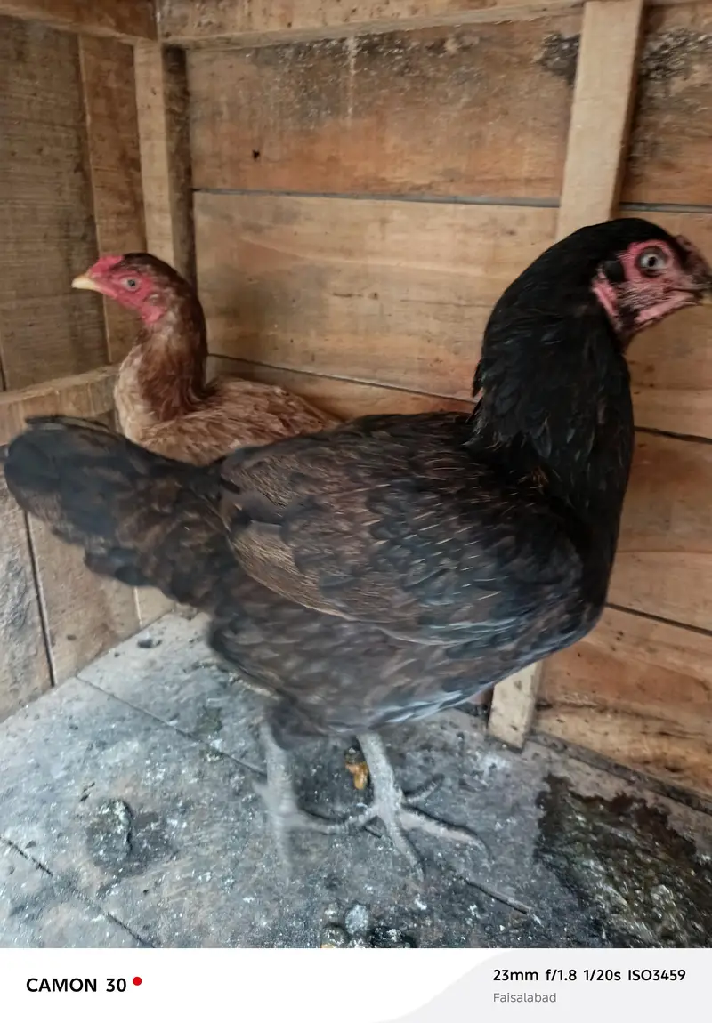 aseal sindi or mushka aseal black — photo 4