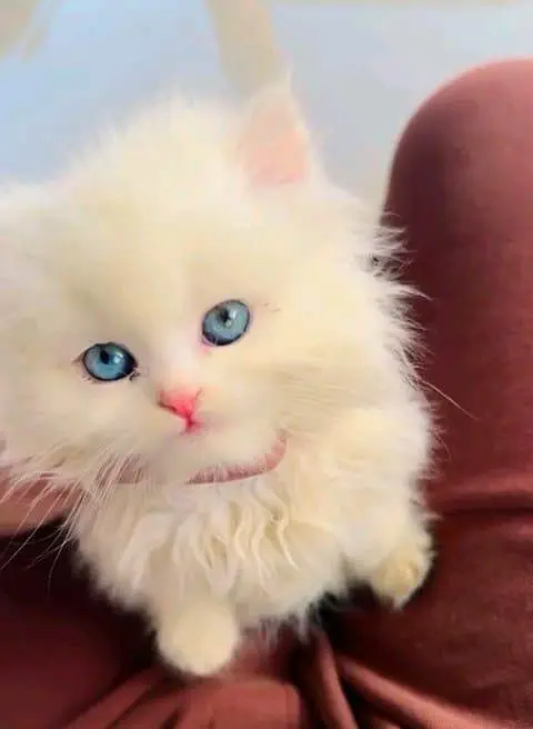 Persian cat for sale male or femalemy WhatsApp33/73/76/39/17 — photo 9