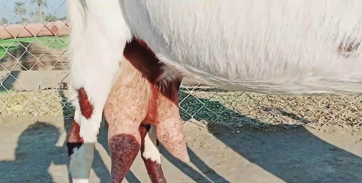 desi Bakri for Sale Mashallah Call  03490704921 — photo 2