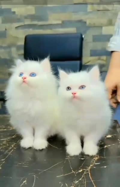 Persian kitten triple cot. for. . sale my WhatsApp03490273783