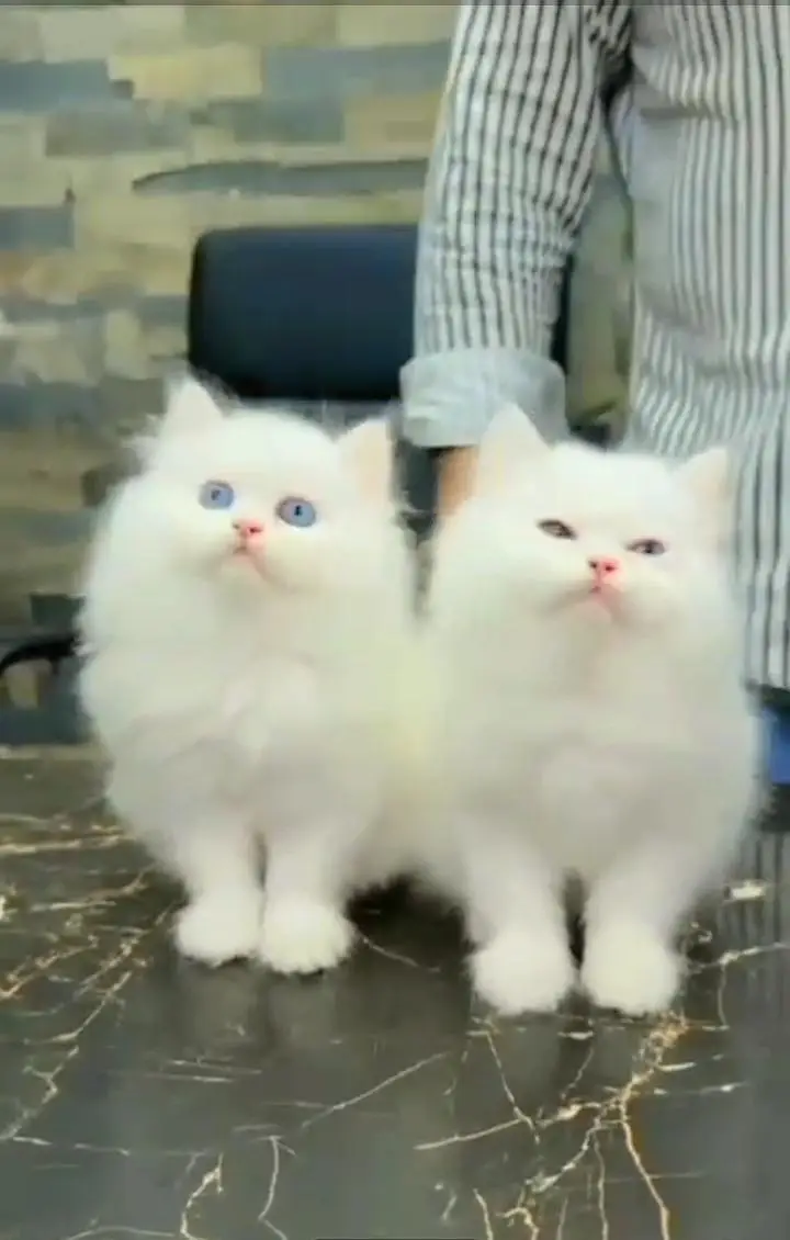Persian kitten triple cot. for. . sale my WhatsApp03490273783 — photo 2