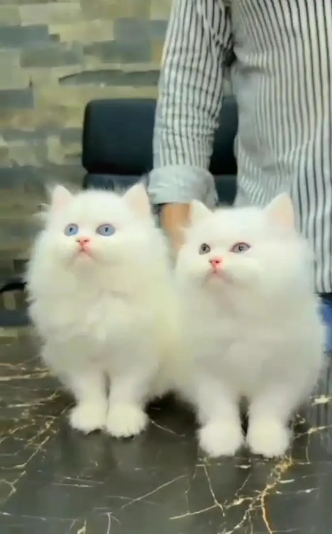 Persian kitten triple cot. for. . sale my WhatsApp03490273783 — photo 3