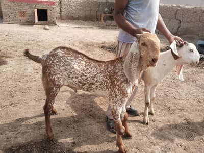 desi Bakra for Sale 03242700765