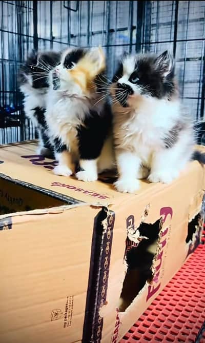 Persian kitten triple cot. for. . sale my WhatsApp03490273783