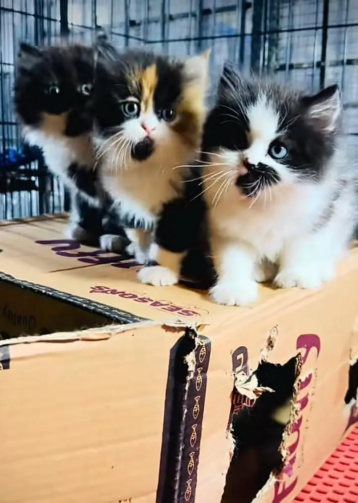 Persian kitten triple cot. for. . sale my WhatsApp03490273783 — photo 2