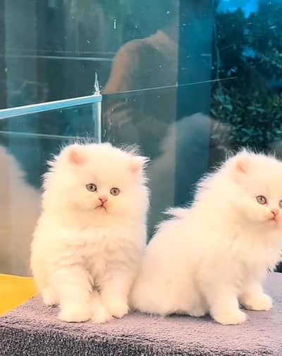Persian kitten triple cot. for. . sale my WhatsApp03490273783