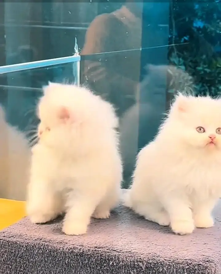 Persian kitten triple cot. for. . sale my WhatsApp03490273783 — photo 2