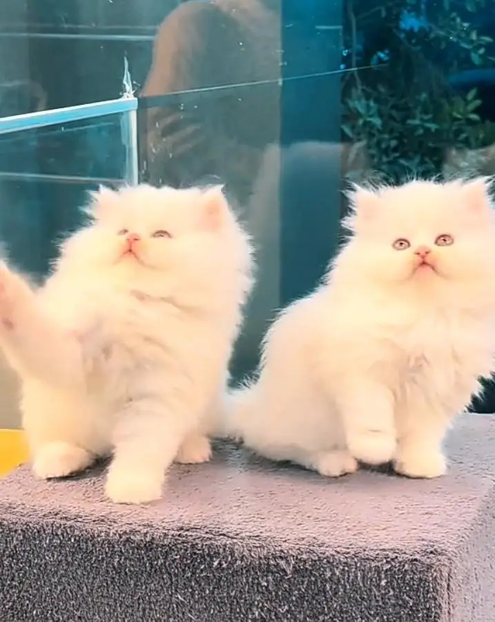 Persian kitten triple cot. for. . sale my WhatsApp03490273783 — photo 3