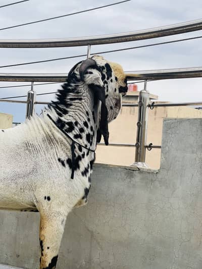White china bakra breder