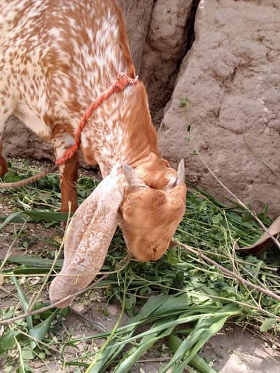 desi Bakra for Sale Call  03490704921