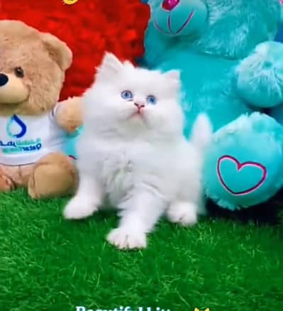 Persian kitten triple cot. for. . sale my WhatsApp03490273783