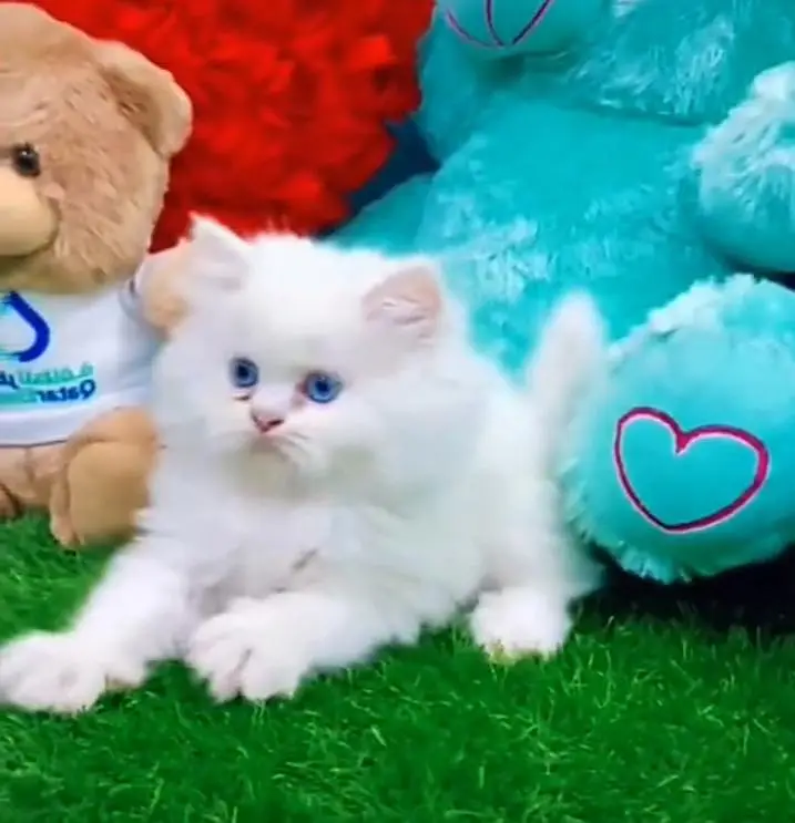 Persian kitten triple cot. for. . sale my WhatsApp03490273783 — photo 2
