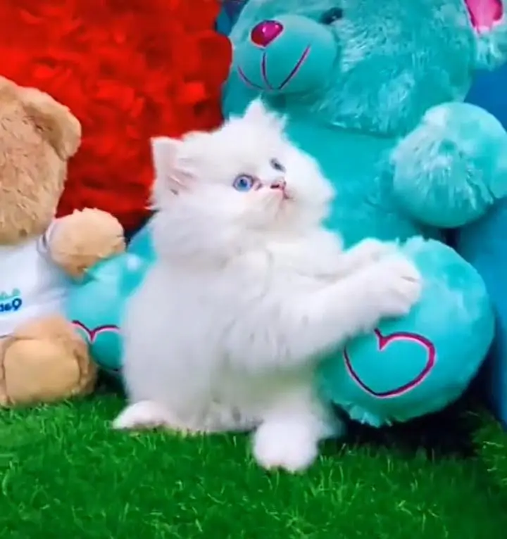 Persian kitten triple cot. for. . sale my WhatsApp03490273783 — photo 3