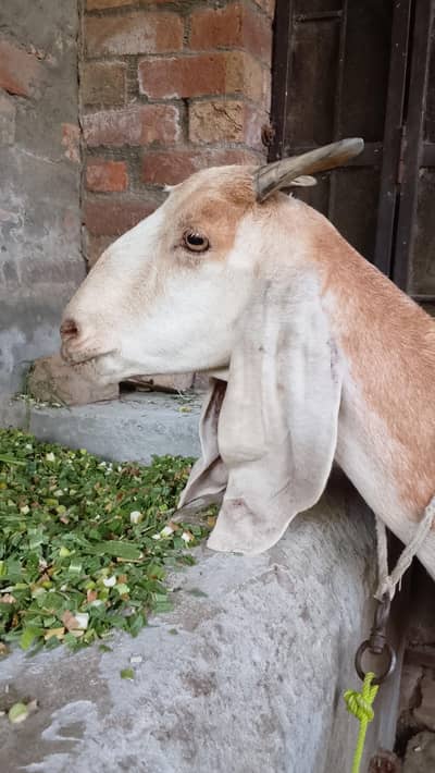 Goat for sale active & good condition