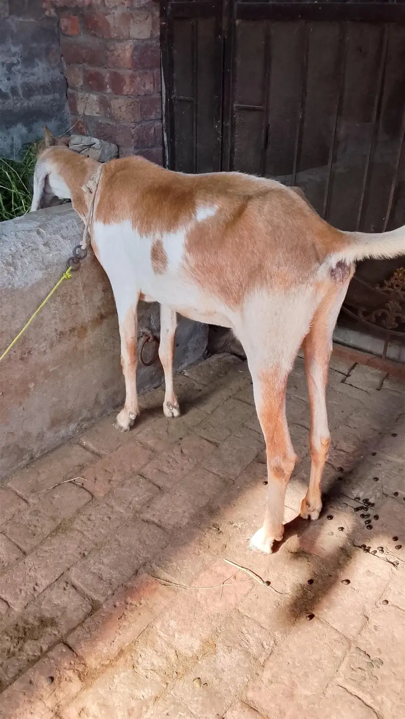 Goat for sale active & good condition — photo 2