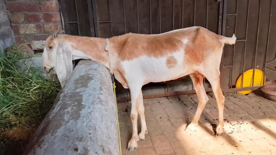 Goat for sale active & good condition — photo 3