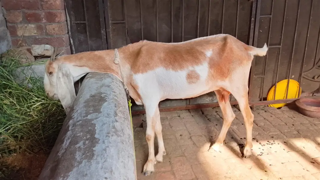 Goat for sale active & good condition — photo 4