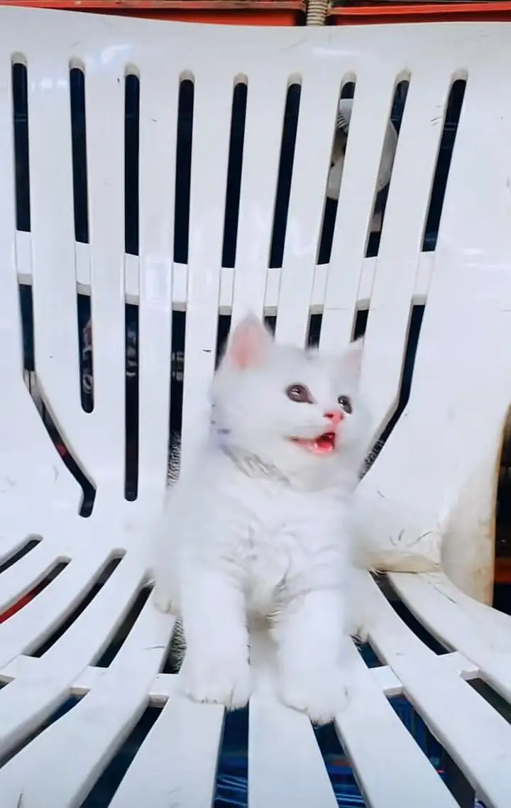 Persian kitten triple cot. for. . sale my WhatsApp03490273783 — photo 3