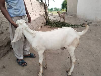 desi Bakra for Sale Mashallah Call 03490704921