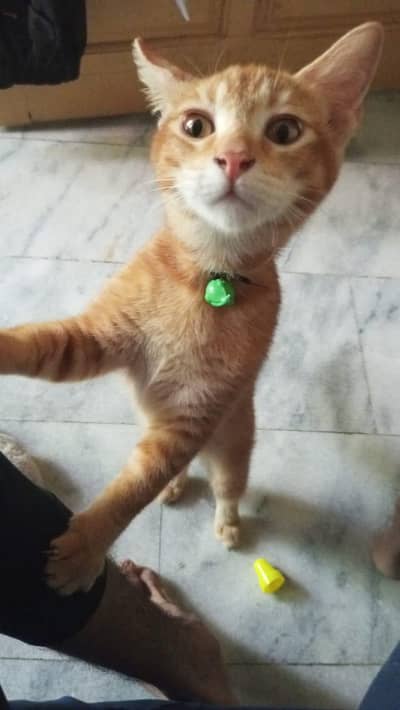 mother cat ( price can be lowered too )