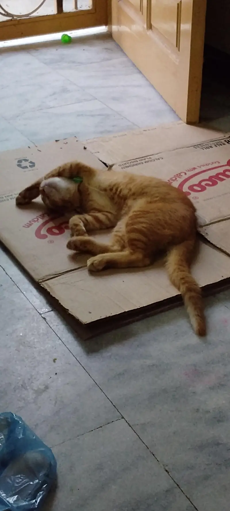 mother cat ( price can be lowered too ) — photo 2