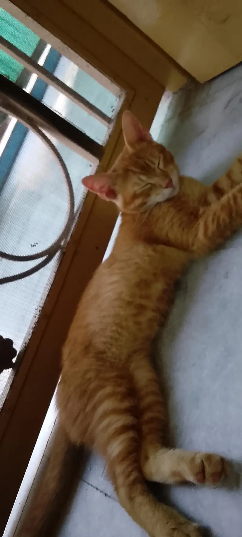 mother cat ( price can be lowered too ) — photo 5