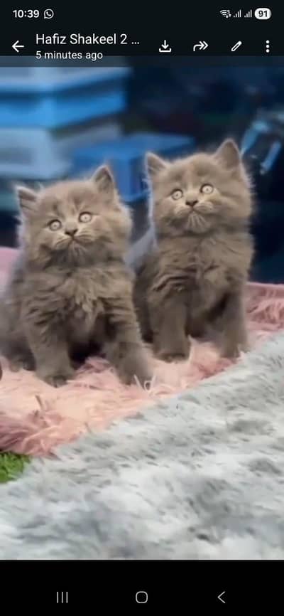Persian kitten triple cot. for. . sale my WhatsApp03490273783