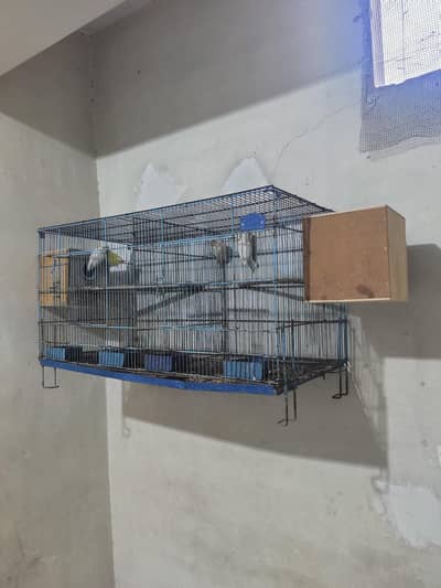 lovebirds with cage and box