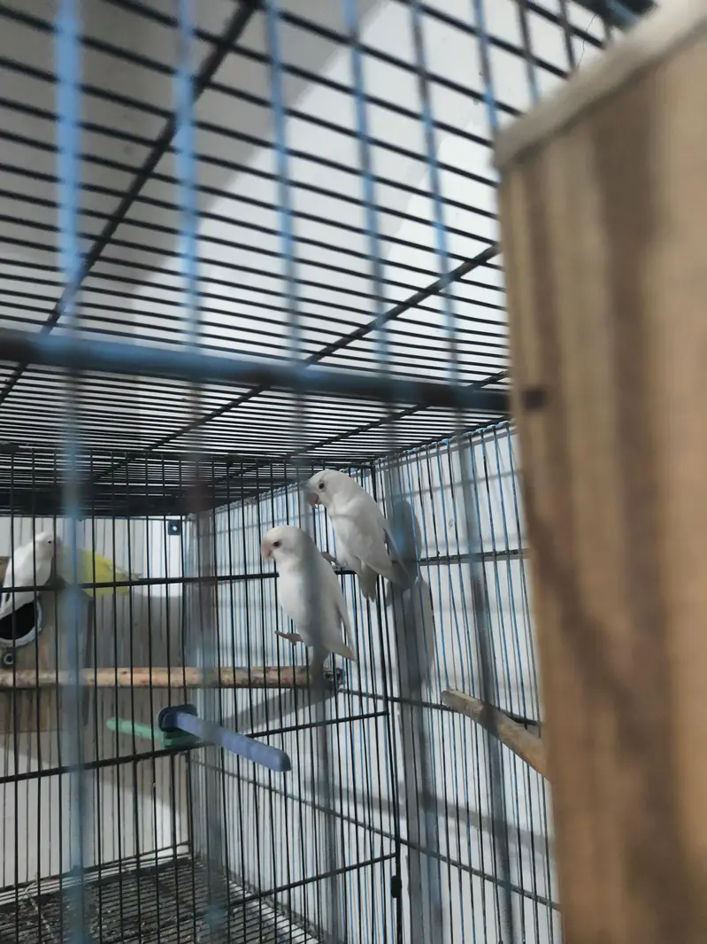 lovebirds with cage and box — photo 2