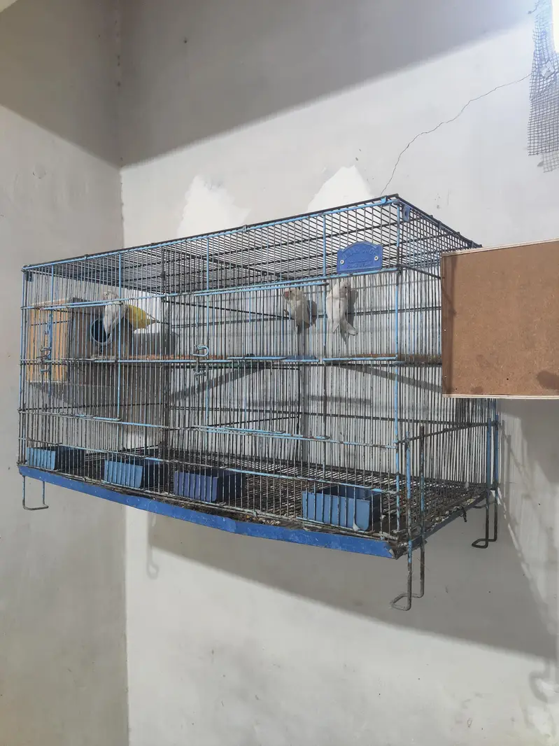 lovebirds with cage and box — photo 4