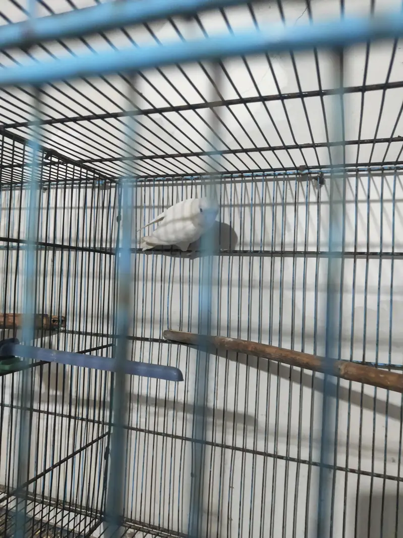 lovebirds with cage and box — photo 5