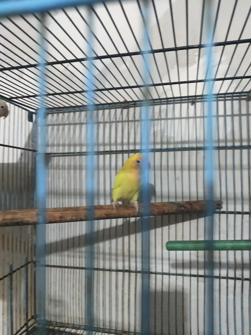 lovebirds with cage and box — photo 6