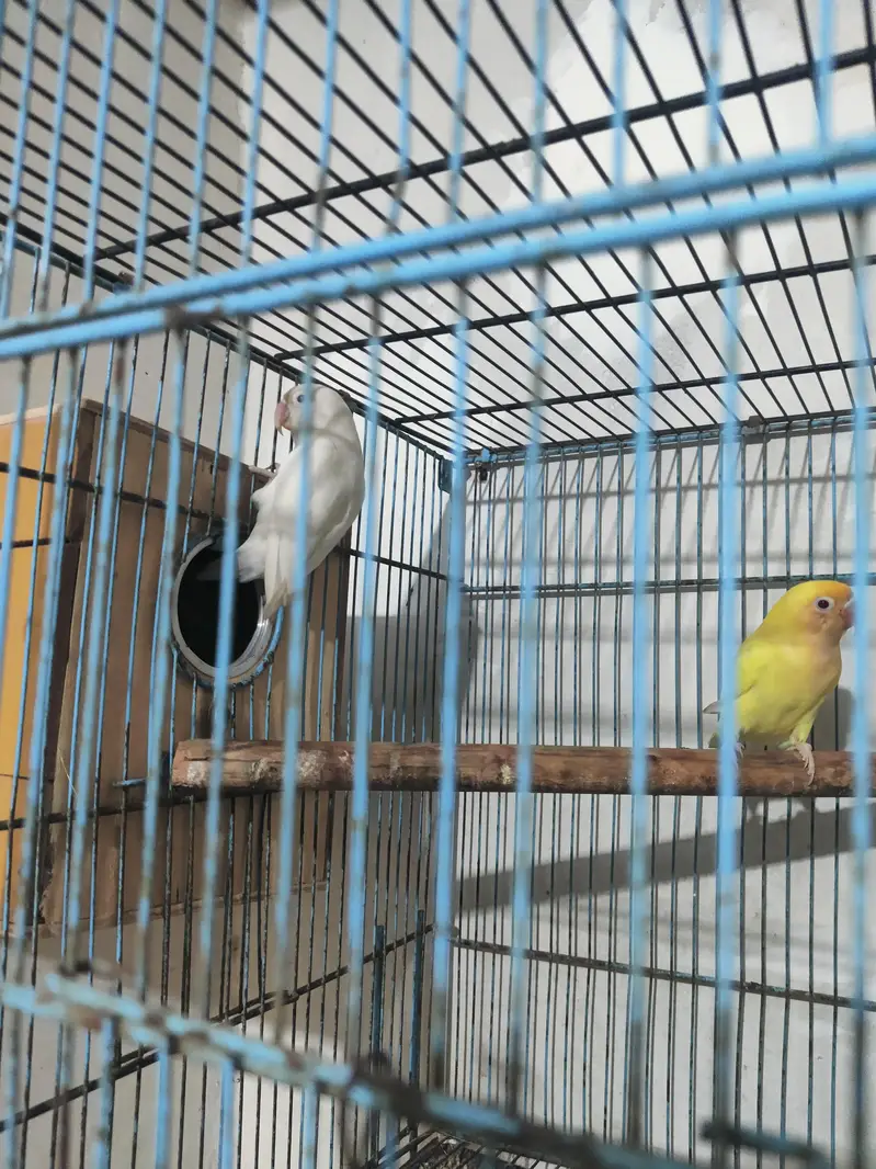 lovebirds with cage and box — photo 7