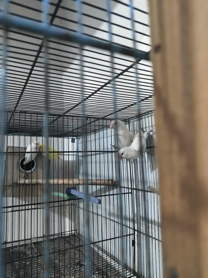 lovebirds with cage and box — photo 8