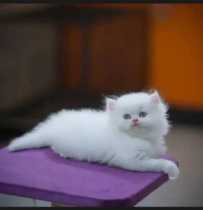 Persian kitten triple cot. for. . sale my WhatsApp03490273783