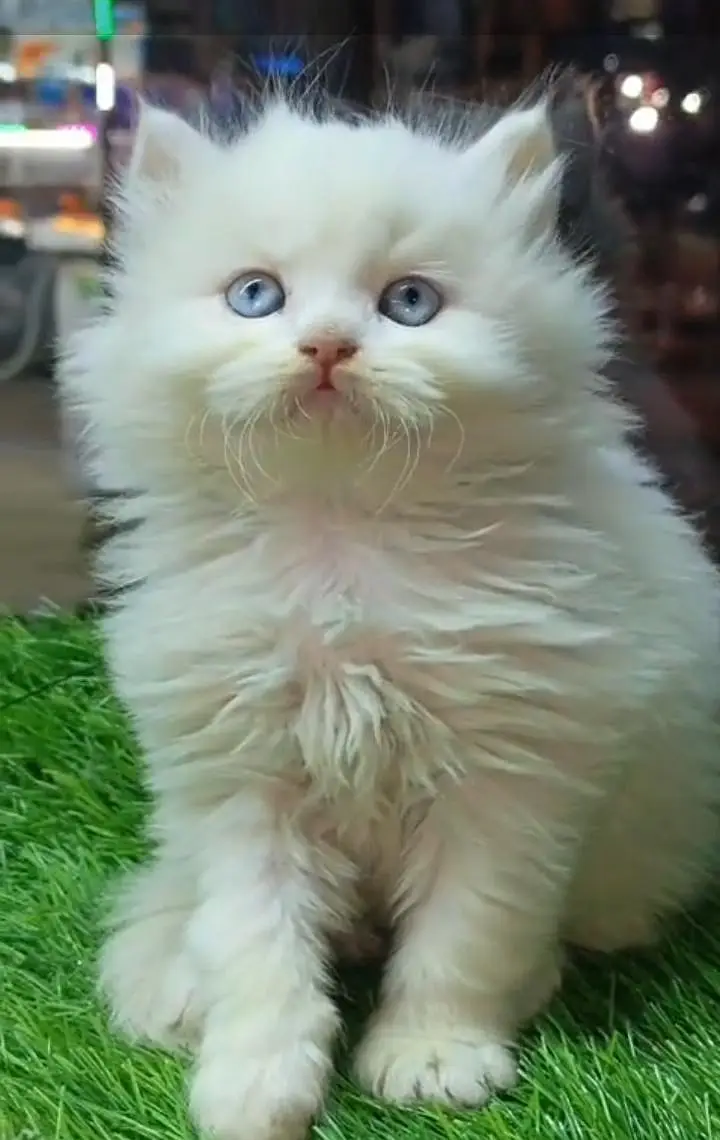 Persian kitten triple cot. for. . sale — photo 2