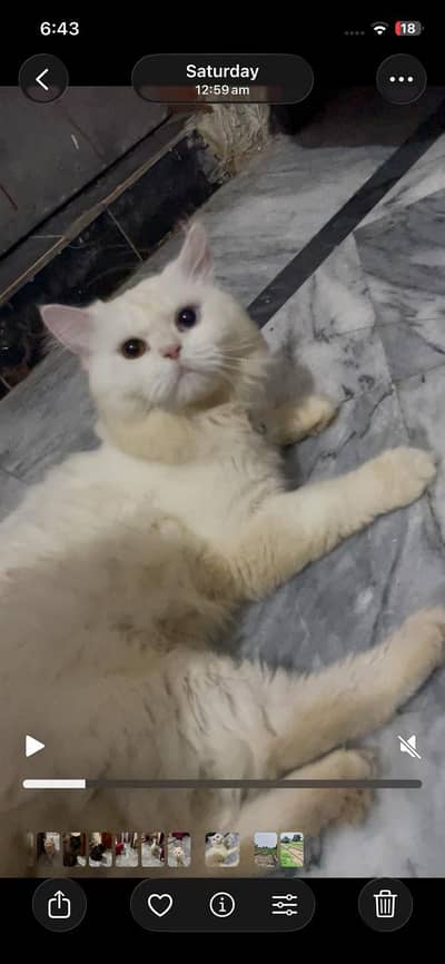 male Persian cat