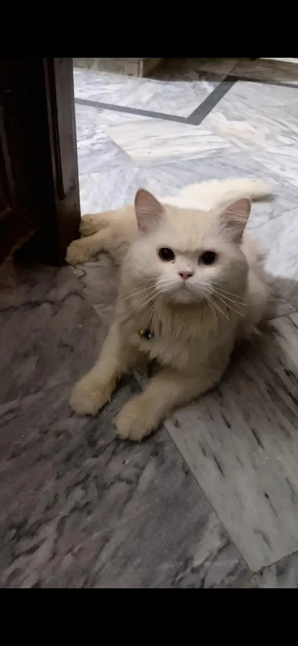 male Persian cat — photo 2